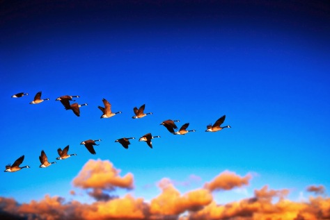 Amazing Birds Flying